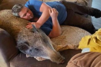 This couple has been living with a pig for a year