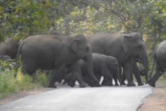 HATHIYON KA JHUND हाईवे पर लगातार बढ़ रही है हाथियों की चहलकदमी