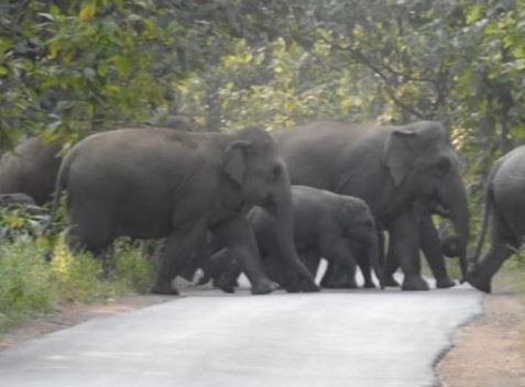 HATHIYON KA JHUND हाईवे पर लगातार बढ़ रही है हाथियों की चहलकदमी