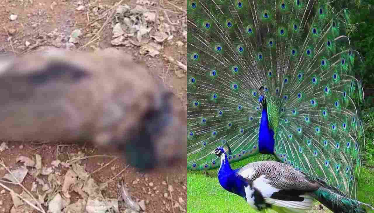 Death of a dozen national bird 'peacock'