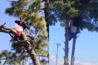 मांगे पूरी न होने पर पेड़ों में चढ़ी आंगनबाड़ी कार्यकर्ता, कूदने की दे रहीं धमकी