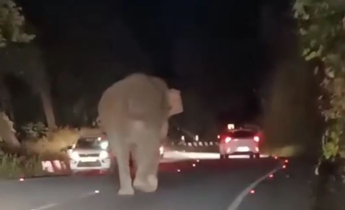 आबादी क्षेत्र में आया विशालकाय हाथी