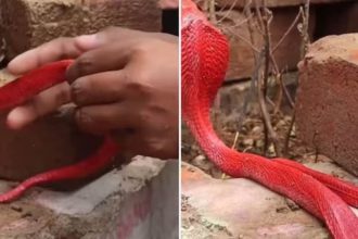 red-colour-cobra-video
