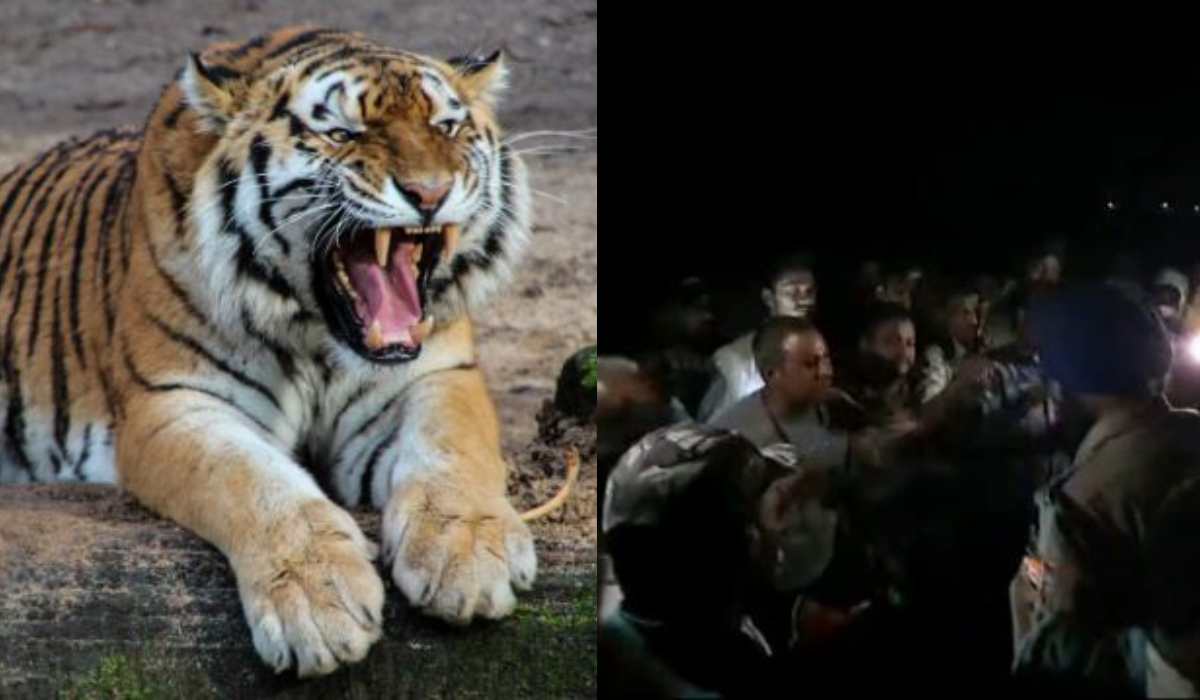 tiger attack on farmer