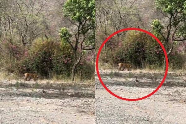 HMT फैक्ट्री के पास बाघ की मूवमेंट से लोगों में दहशत, वन विभाग ने बढ़ाई गश्त , देखें वीडियो