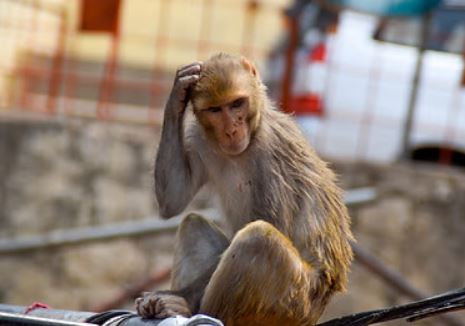 बंदर उठा ले गया पैसे