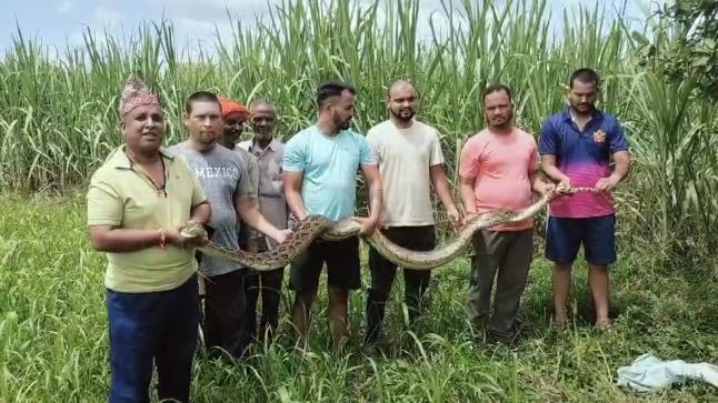 गन्ने के खेत में विशालकाय अजगर दिखने से मचा हड़कंप, देखने वालों की अटकी सांस