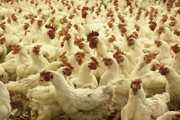 Bird flu comes again, 20 thousand chickens will be killed in this state