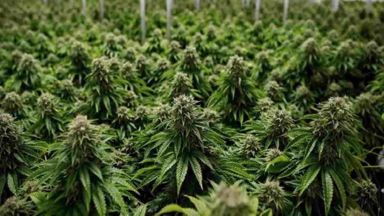 There will be income from hemp cultivation in this state, proposal presented in the House