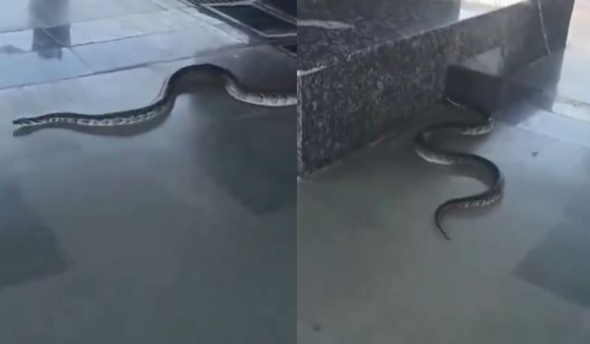 रेलवे स्टेशन पर अजगर दिखाई देने से यात्रियों में मचा हड़कंप, मौके पर पहुंची वन विभाग की टीम