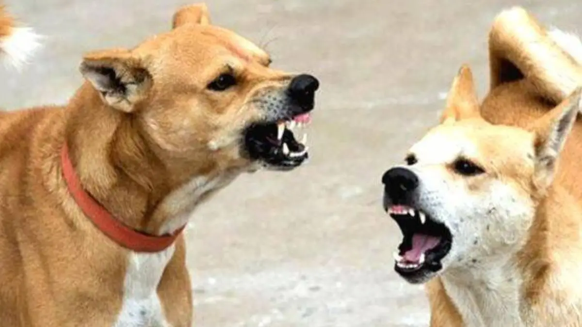 कुत्तों ने बच्ची को नोंचा