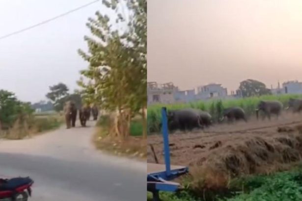 हरिद्वार में फिर घुसा हाथियों का झुंड haridwar hathio ka jhund news
