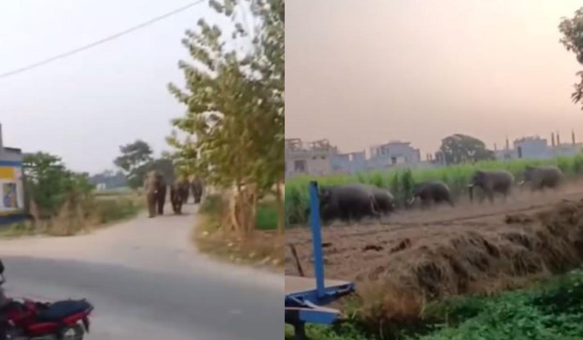 हरिद्वार में फिर घुसा हाथियों का झुंड haridwar hathio ka jhund news