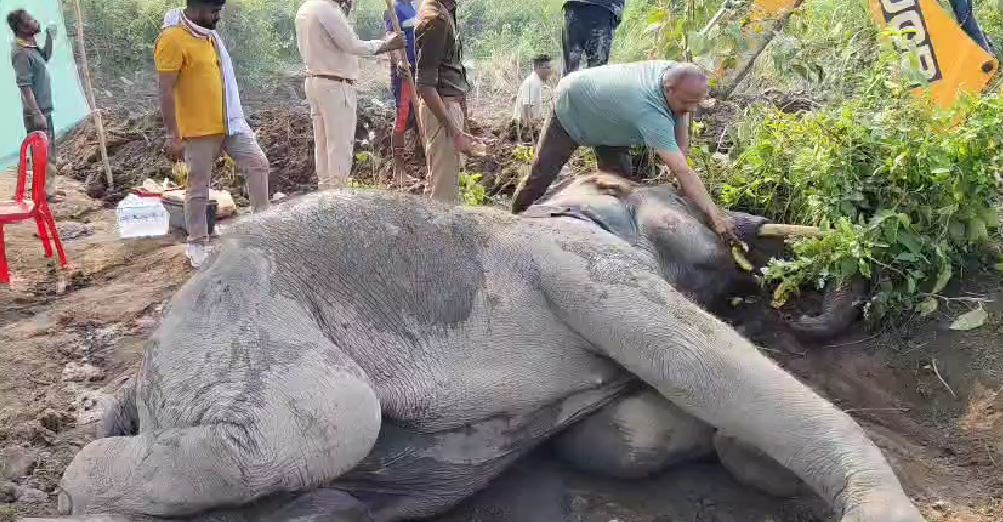 हाथी को गड्ढे से सुरक्षित निकाला हालत नाजुक