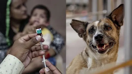 australia-warns-against-fake-antirabies-vaccine-in-india abhayrab-rabies-vaccine