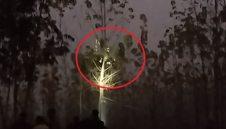 uttarakhand forest department