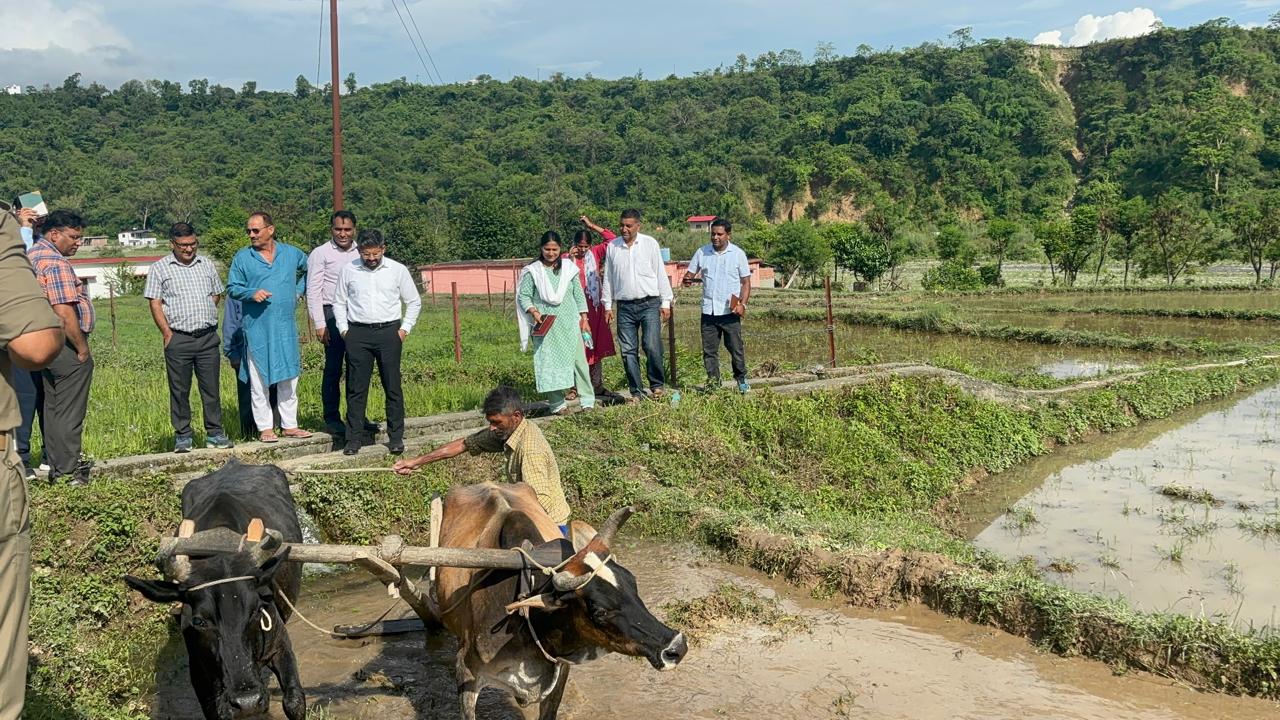 dehradun-district-administration-doon-basmati-rice