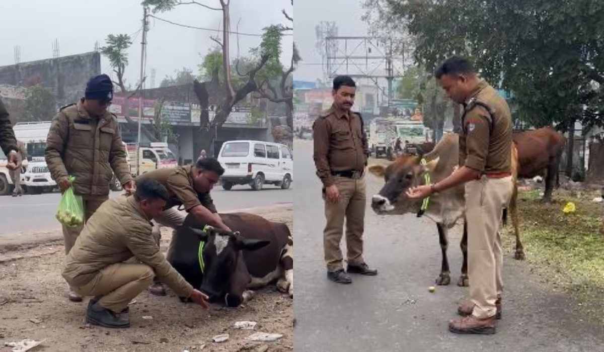 haridwar-police-tying-reflective-collars-cow-neck-fog