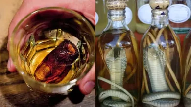 world's strangest alcoholic beverages weird drinks