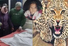 kotdwar-news-leopard-killed-2-year-old