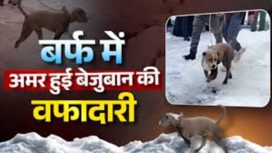 himachal chamba two-innocent-lives-a-dog-loyalty-vedio