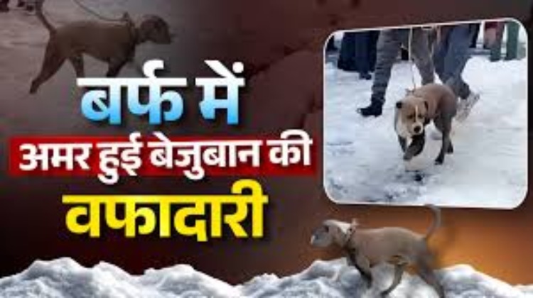 रास्ता भटके बर्फबारी में 4 दिन तक पड़ा रहा युवकों के शव, रखवाली करता रहा कुत्ता, Video himachal chamba two-innocent-lives-a-dog-loyalty-vedio