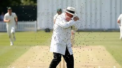 unnao-bee-attack-during-cricket-match-india