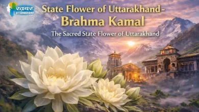 state flower of uttarakhand