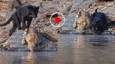 leopard-black-panther-together-wildlife-video
