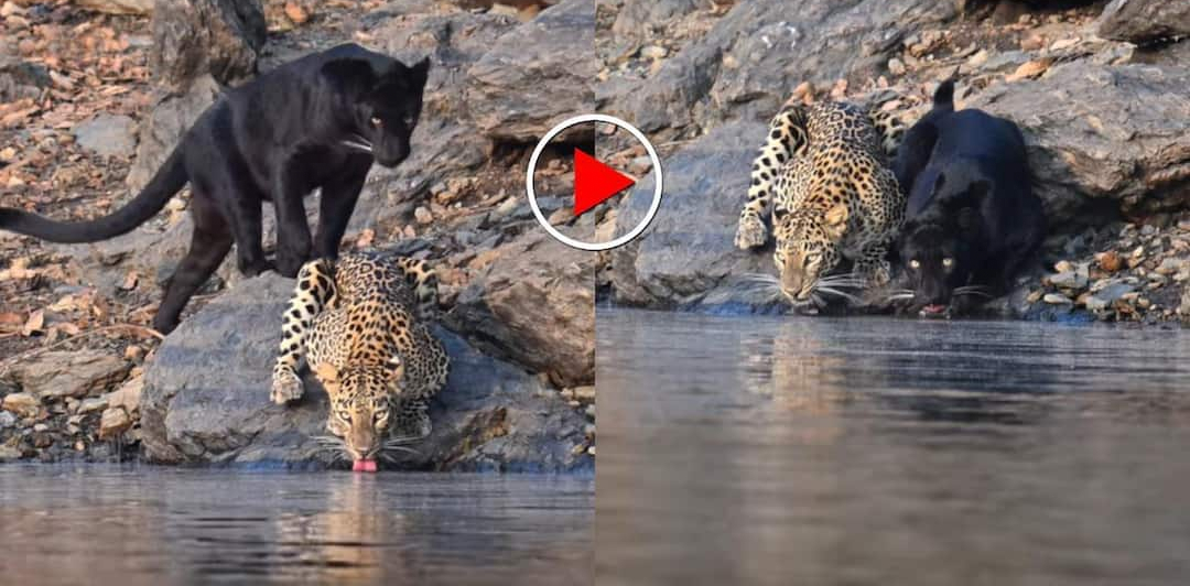 दुर्लभ नजारा!, एक साथ पानी पीते दिखे तेंदुआ और ब्लैक पैंथर, वीडियो वायरल leopard-black-panther-together-wildlife-video
