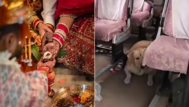 fatehpur-wedding-called-off after-grooms-family-beats-up-bride-pet-dog