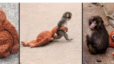 punch-monkey story punch-monkey-internet-sensation-