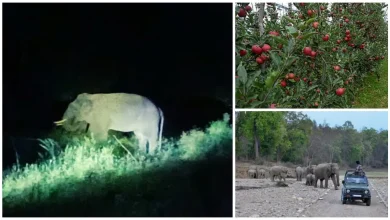 25-crore-to-protect-agriculture-from-animals