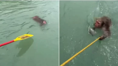 rishikesh-monkey-rescue-video