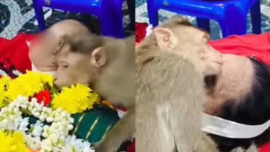 monkey-emotional-video-owner-funeral-viral