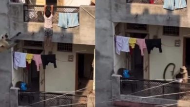 viral-video-monkey-saves-a-child-from-falling-ai video