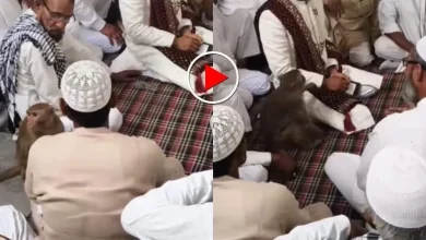 monkey-nikah-viral-video-funny-wedding-clip