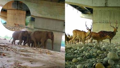 cm-dhami-dav-college-union-function-security-breach (1)