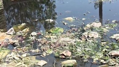 killing-cows-in-haridwar-bjp-leader-anees-gaur-suspected