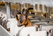 pantaja goat farming in uttarakhand