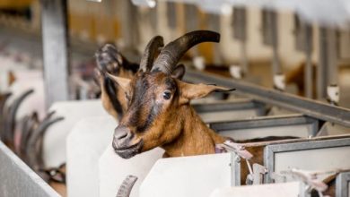 pantaja goat farming in uttarakhand