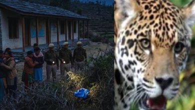 pauri-garhwal-chaubattakhal leopard-killed-four-year-old-girl
