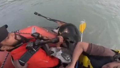 rishikesh-ganga-rafting-youth-save-cow-viral-video
