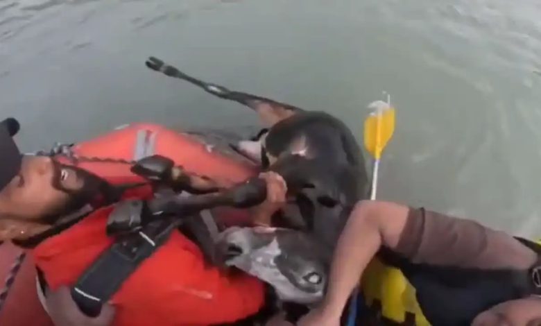 rishikesh-ganga-rafting-youth-save-cow-viral-video
