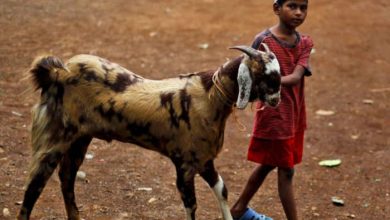 Eid-al-Adha 2026 Date Bakrid 2026 Date bakraeid