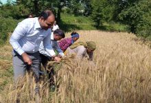 चम्पावा DM मनीष कुमार ने महिला किसानों के साथ काटे गेंहू