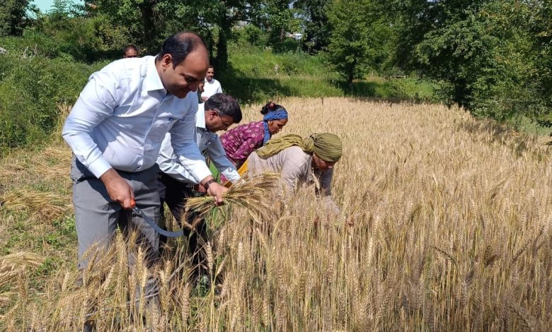 खेत में DM मनीष कुमार, हाथ में दरांती... महिला किसानों के साथ की गेहूं की कटाई चम्पावा DM मनीष कुमार ने महिला किसानों के साथ काटे गेंहू