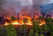 tehri-GARHWAL woman-dies-forest-fire-anjudevi-