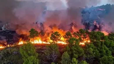 tehri-GARHWAL woman-dies-forest-fire-anjudevi-