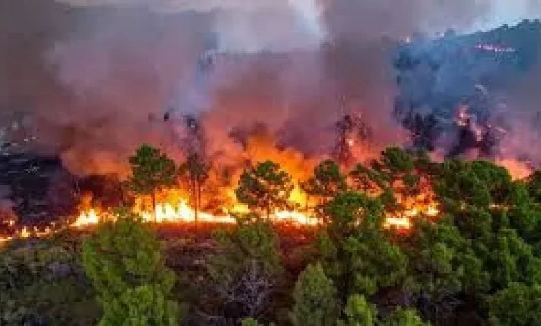 Tehri में बड़ा हादसा!, गांव की तरफ बढ़ रही आग को बुझाने गई महिला की दर्दनाक मौत tehri-GARHWAL woman-dies-forest-fire-anjudevi-